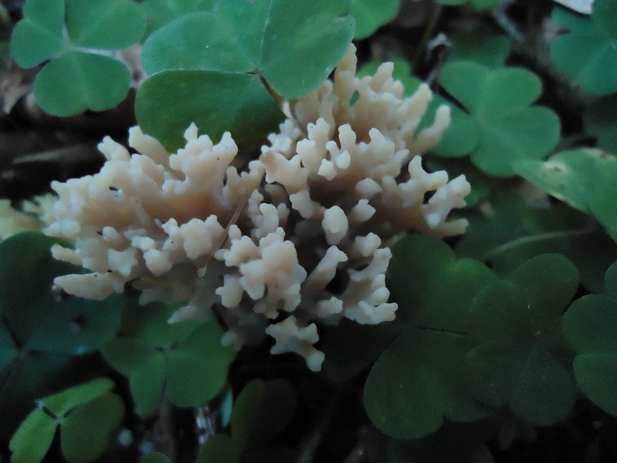 Ramaria sp.