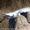 Cattle Egret; Garcilla bueyera
