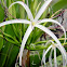 swamp lily, river lily or mangrove lily