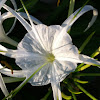 White Spider Lillies