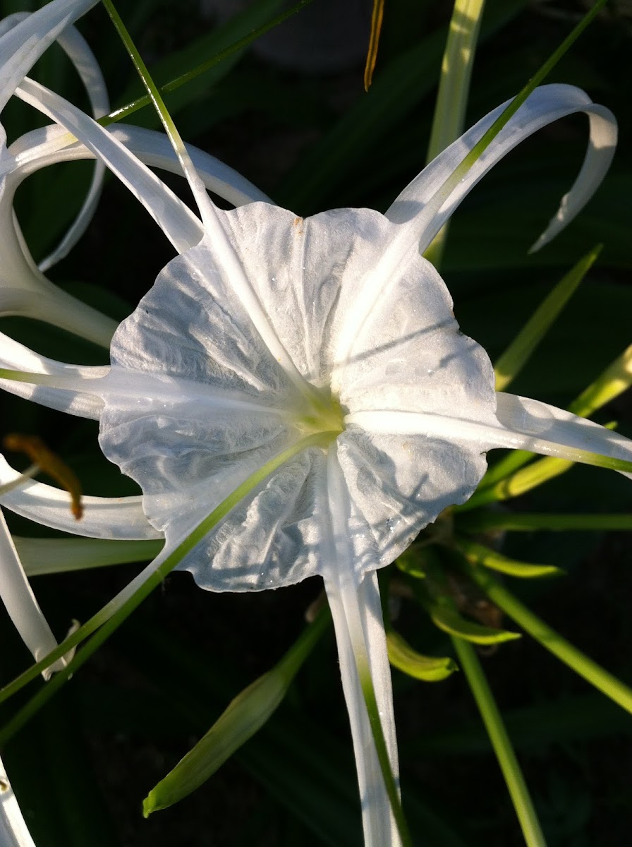 White Spider Lillies