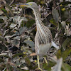 Javan Pond Heron - non-breeding