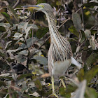Javan Pond Heron - non-breeding