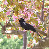 Common Blackbird