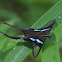 Green Dragontail Swallow Tail