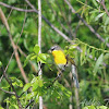 Yellow-breasted chat