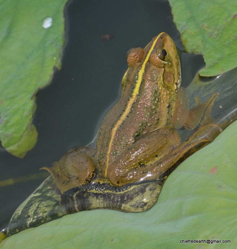green pond frog, Indian green frog, and Indian five-fingered frog