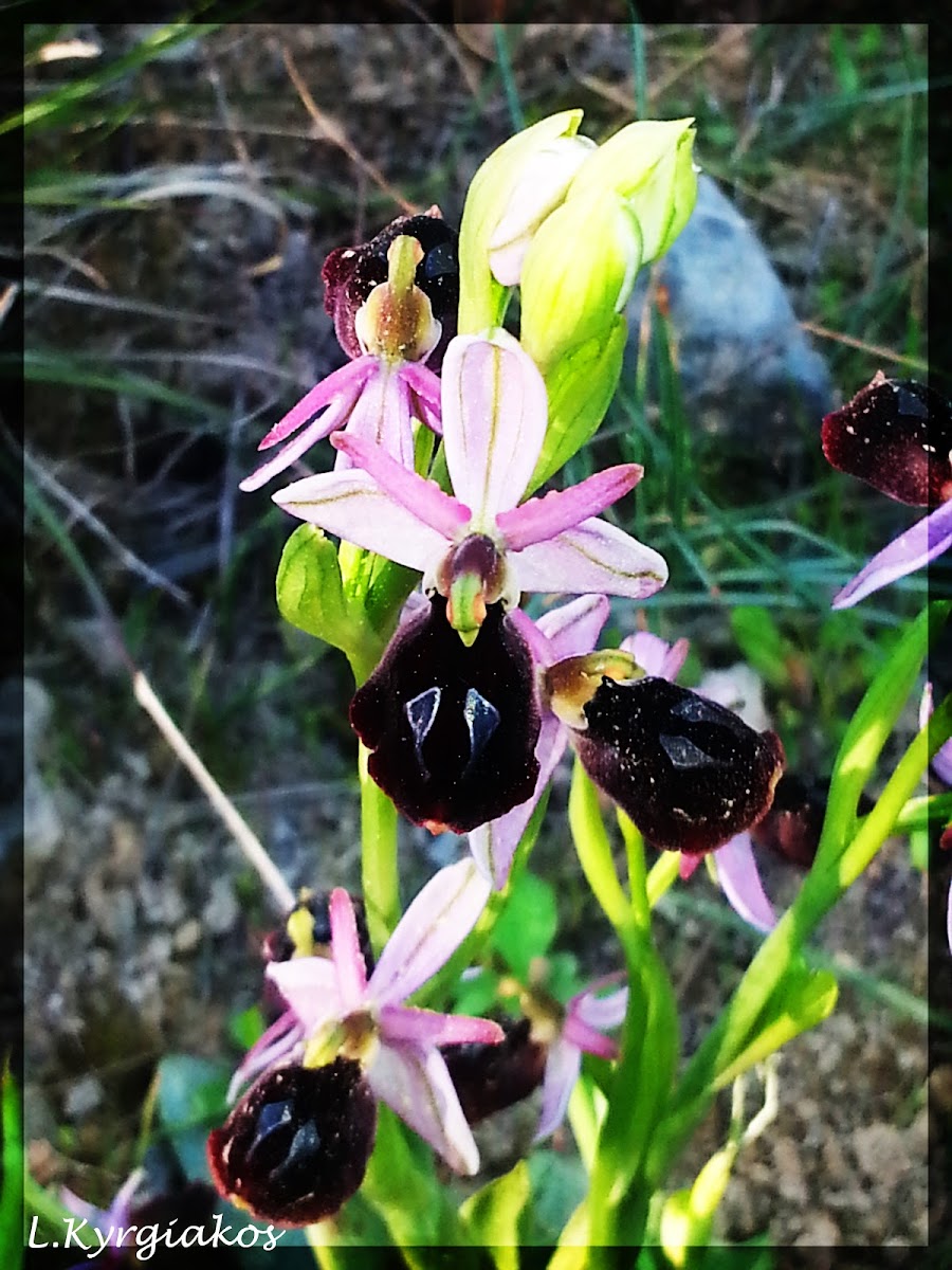 Horseshoe Bee-orchid