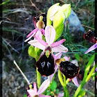 Horseshoe Bee-orchid