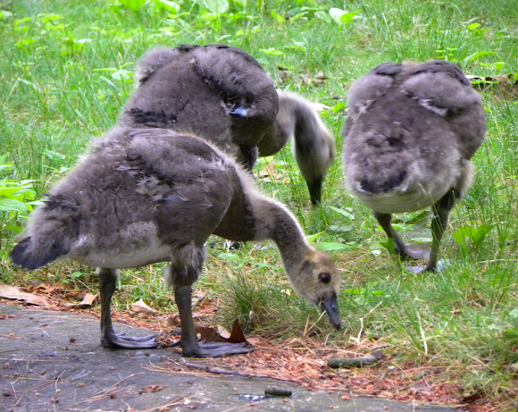 Juvenile canada discount goose