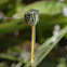 Common Bluetail, Marsh Bluetail, Ubiquitous Bluetail, African Bluetail, and Senegal Golden Dartlet,