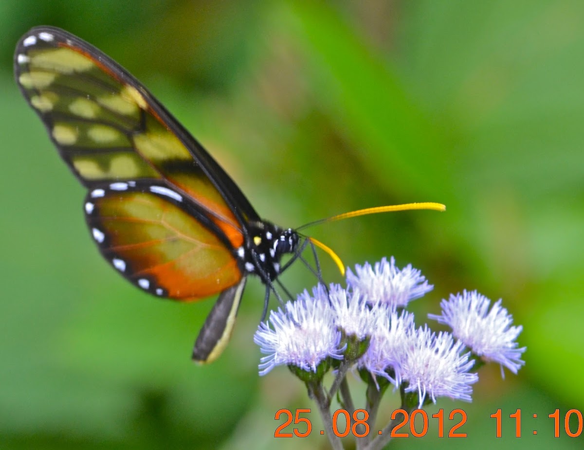 Olyras Clearwing Butterfly