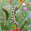 Queen Butterfly Caterpillar