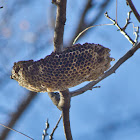 Wasp nest