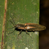 Click Beetle