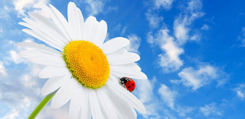 3D flowers wallpaper 1.5