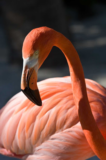 Playa-del-Carmen-Xcaret-flamingo - Graceful flamingos are among the wildlife you'll spot at Xcaret Park, south of Cancun, Mexico. 