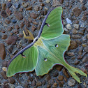 Luna moth (male)