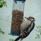 Greater Spotted Woodpecker (juvenile)