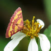 Coffee-loving pyrausta moth