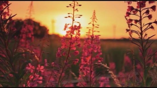 How to install ► Sunset Flower Live WallPaper 1.0.7 apk for bluestacks