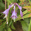 Purple Bell Flower