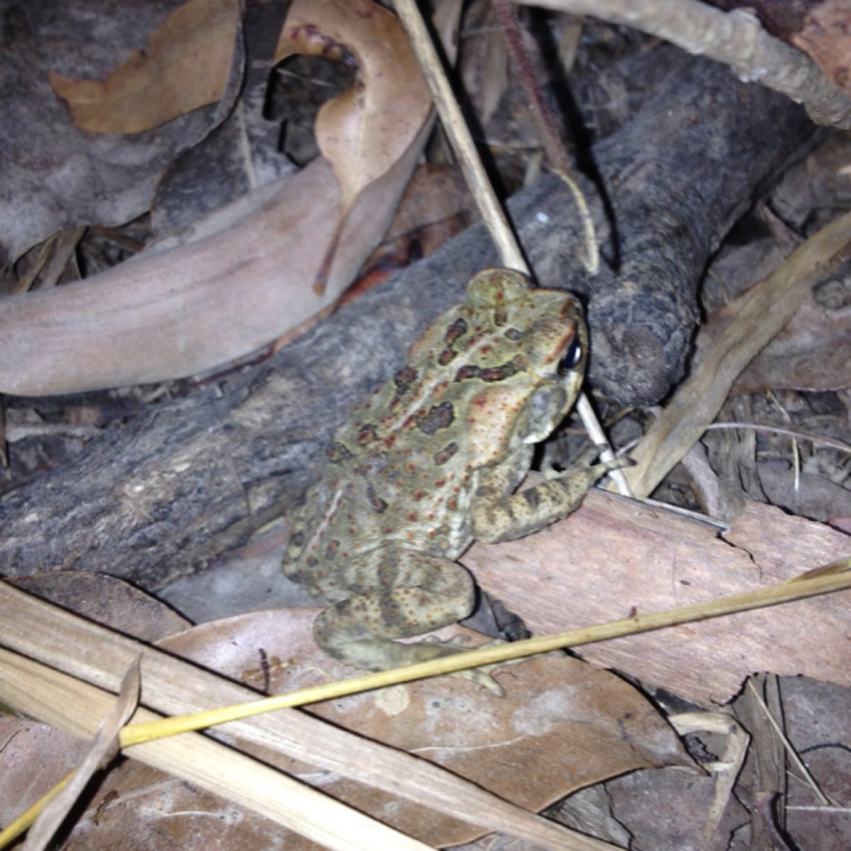 Cane toad juvenile