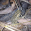 Cane toad juvenile