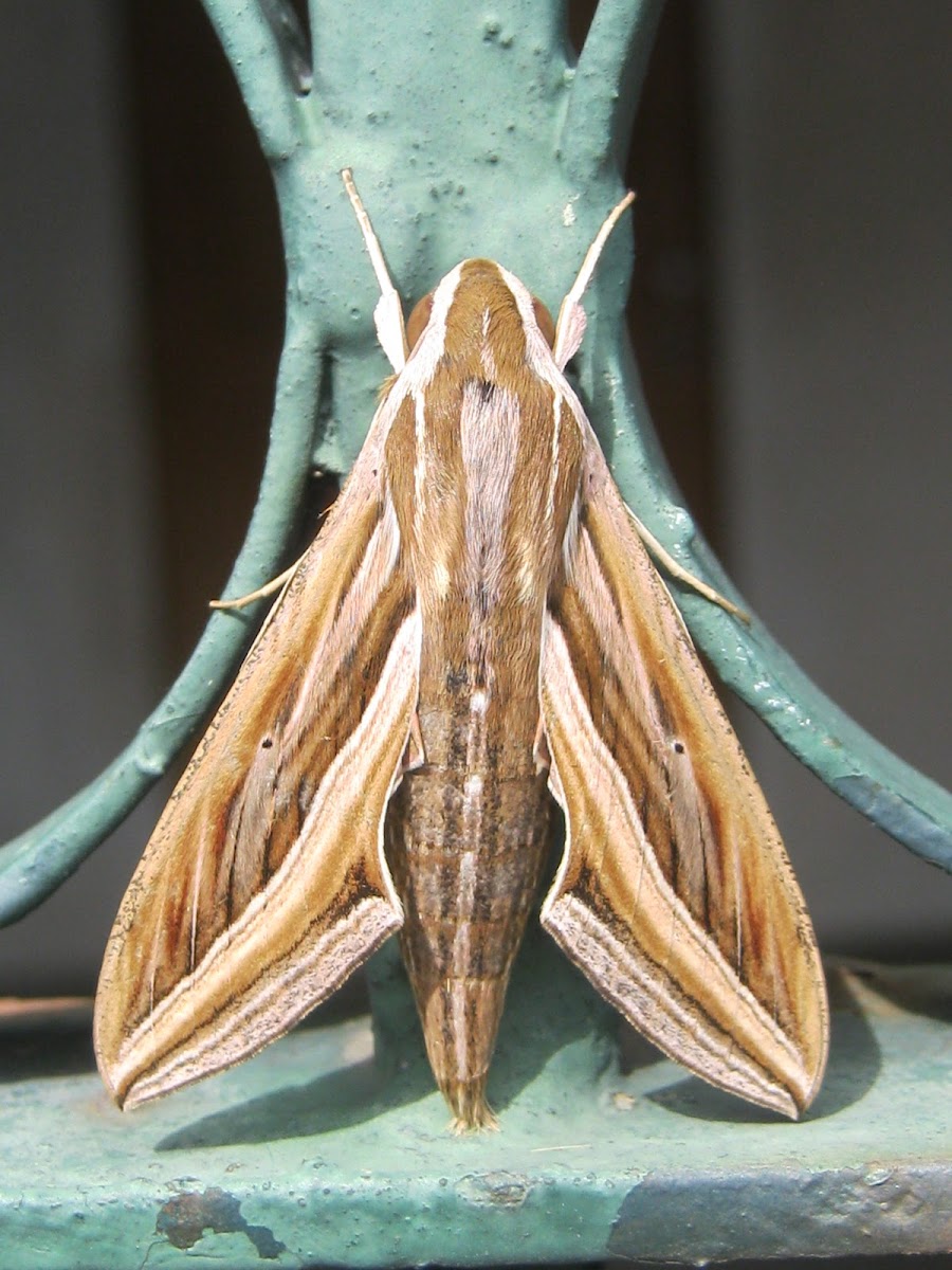 Silver-Striped  Hawk-Moth