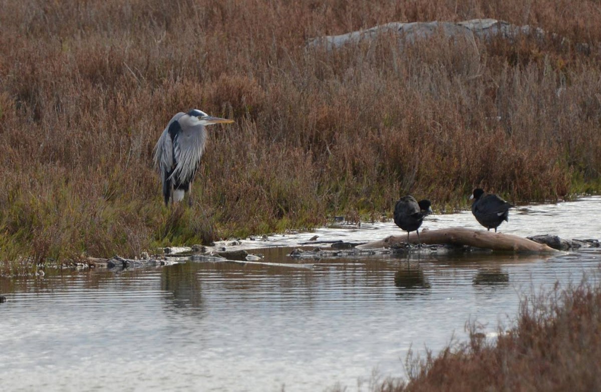 Great Blue Heron