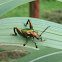 Frog-legged Leaf Beetle