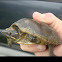 Eastern Musk Turtle or Stinkpot