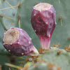 Prickly Pear