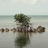 Mangrove