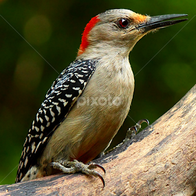 Female Red Bellied Woodpecker by Paul Mays - Animals Birds