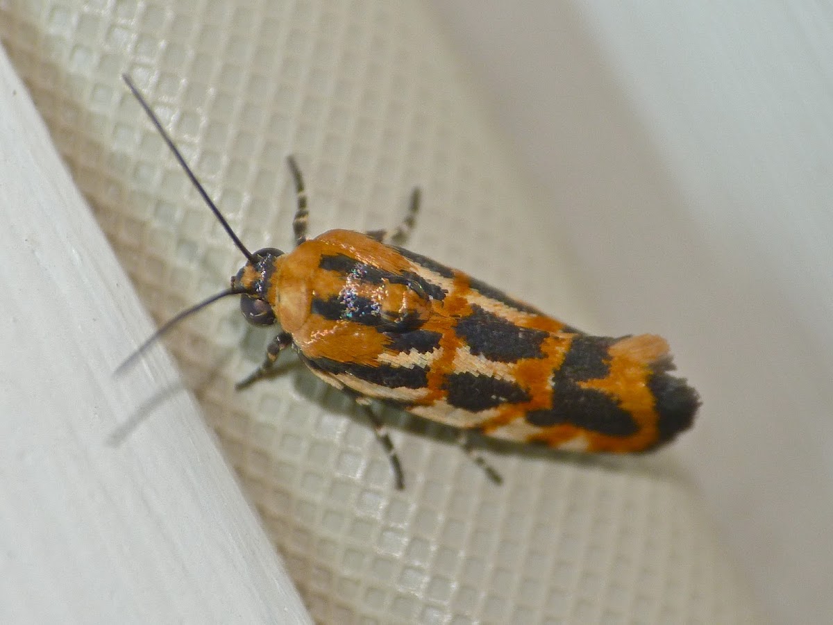 Spragueia moth