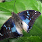 Blue-spotted Emperor