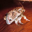 Mottled Cup Moth (♂)