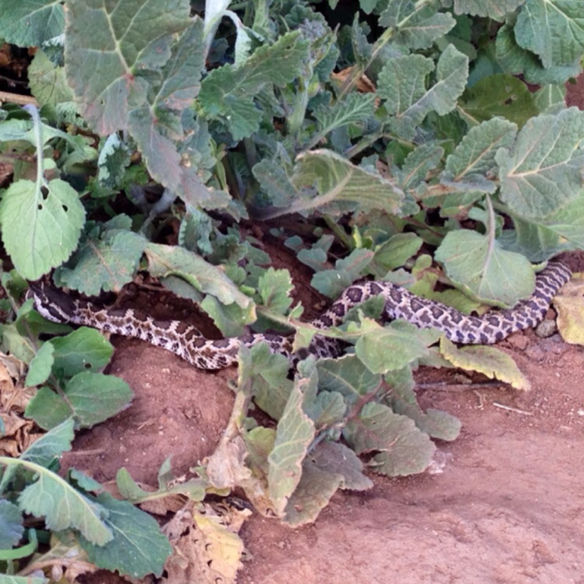 Southern Pacific rattlesnake