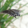 Pipevine Swallowtail Butterfly (female)