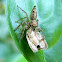 jumping spider and prey