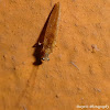 Lacewing