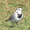 Amur Wagtail (White wagtail)