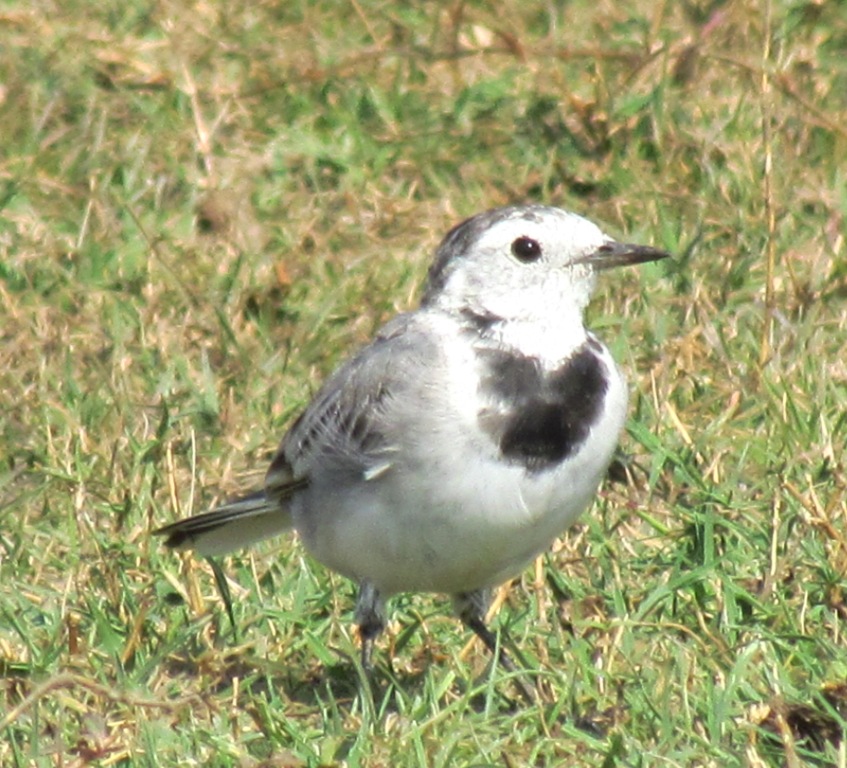 Amur Wagtail (White wagtail)