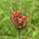 Bug Nymphs