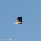 Grey Heron; Garza Real