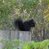 Black squirrel