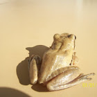 Tree frog