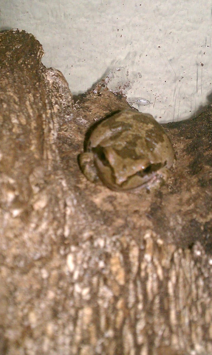 Pacific tree frog