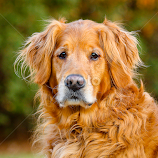 Kip by Paul Brown Jr. -  